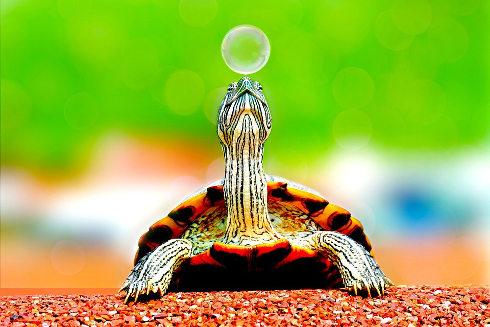 Schildkröte