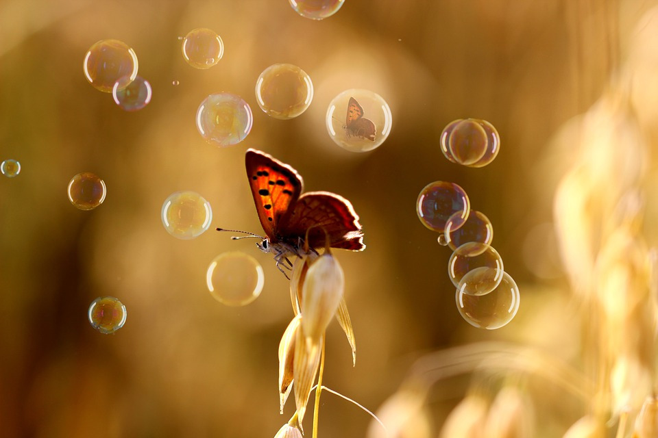 bubble bubble